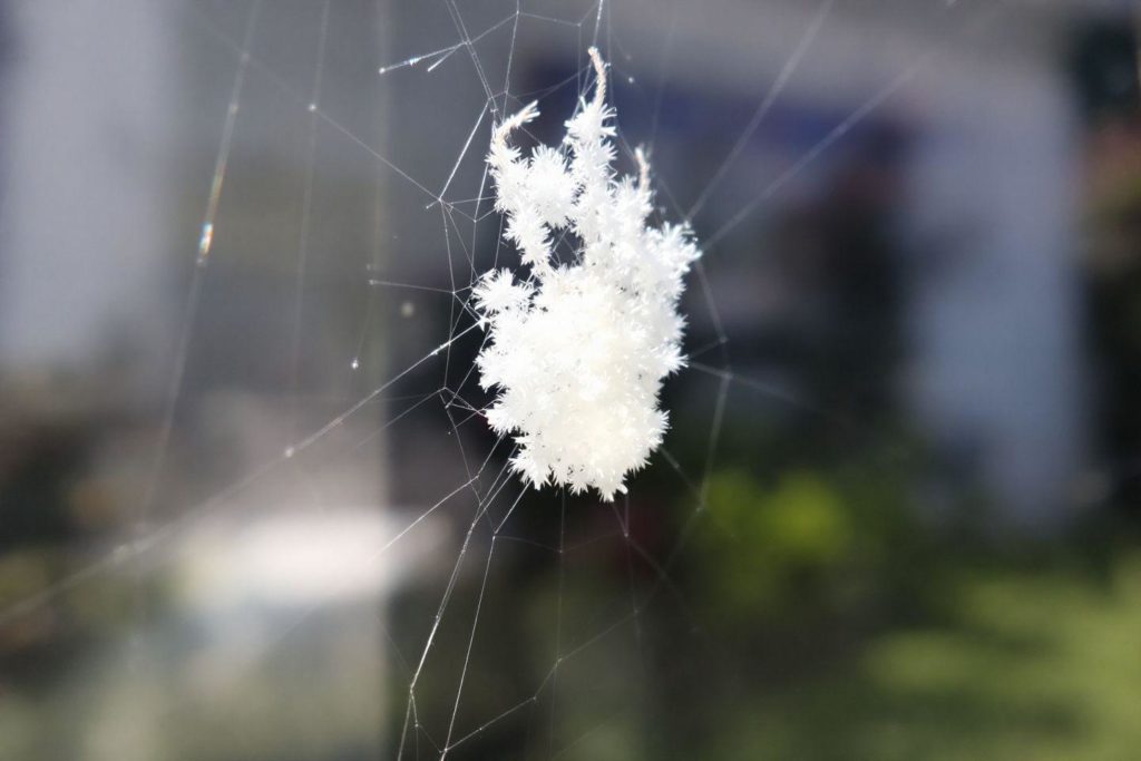 Cristaux de glace blancs délicats suspendus dans une toile d'araignée