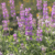 découvrez pourquoi les fleurs de lavande deviennent grises et comment y remédier. causes possibles, conseils d’entretien et solutions pour garder une lavande saine et colorée.