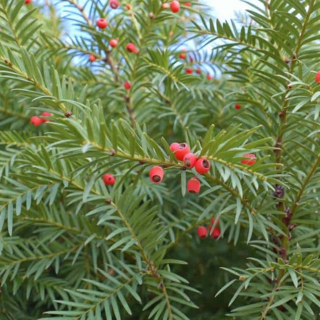 branche de if avec baies rouges