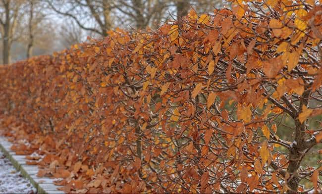 haie de charme au feuillage marcescent moins intimiste l'hiver