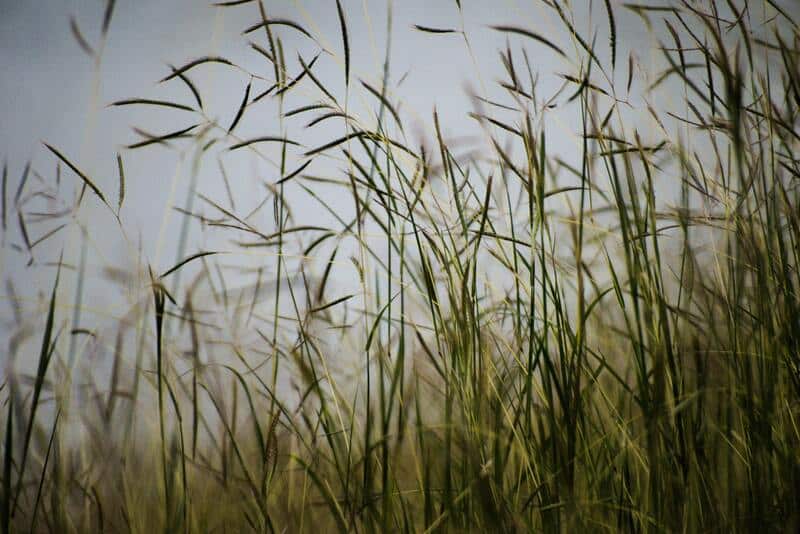 herbes hautes