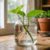 découvrez nos conseils simples et efficaces pour réussir une bouture dans l'eau facilement et voir vos plantes pousser rapidement.