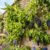 découvrez comment tailler une vigne grimpante efficacement pour favoriser sa croissance, améliorer sa santé et optimiser sa production de fruits.
