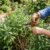 découvrez le meilleur moment et les conseils pratiques pour tailler la sauge afin de stimuler sa croissance et avoir une plante saine et vigoureuse.